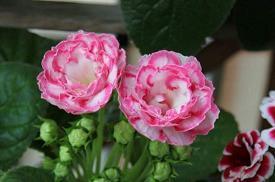 善良的最新经典句子大全精选53句