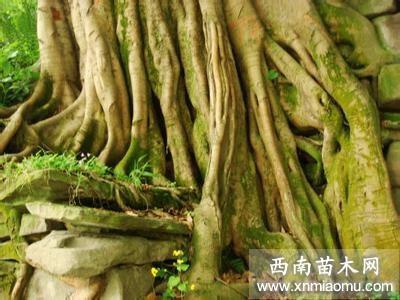言不及义