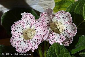 槐菌