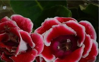高节