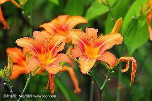 风帆