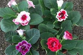 关于心情复杂的说说 别离让我深深的体会，命运里面有痛