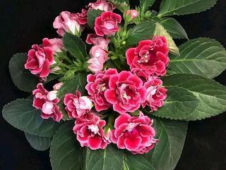 女人很拽的句子 霸气语录女生