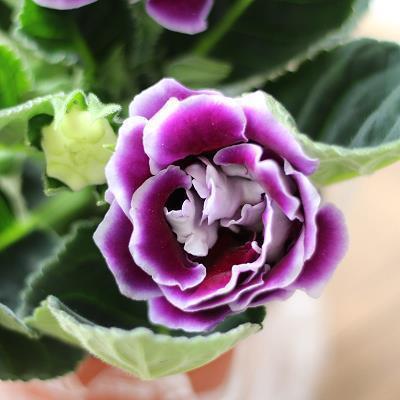 2020冬至微信暖心祝福语问候短信