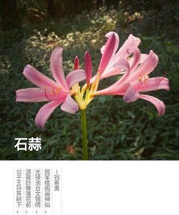 说说致自己坚强的句子