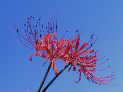 感恩节祝福语简短独特一句话(精选74条)