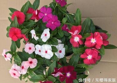 骒