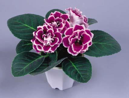 【精华】520经典情话文案说说汇编95句