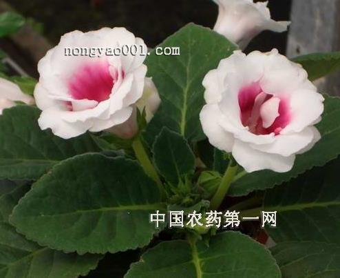 炉