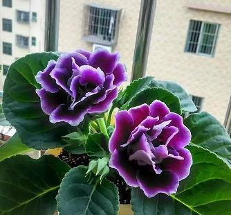 2021元宵节微信祝福语文案简短句子