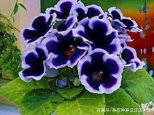 欀