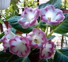 2021端午节热门经典祝福语合集81句