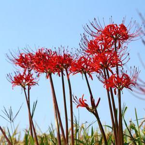驼蹄