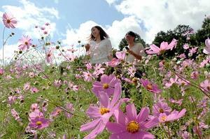 团队合作的好句子(100句)