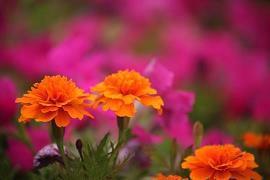 关于马的唯美句子47句