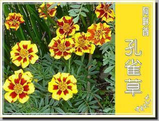 胜任愉快