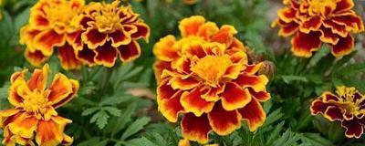 夸赞女人善良经典句子 夸赞女人经典句子