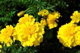 2020元宵节送给亲人祝福语温馨