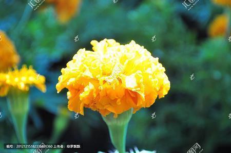 血债要用血来还