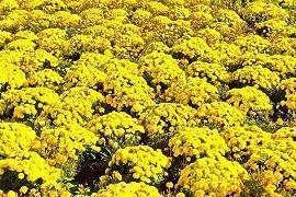 苔帻