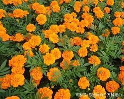鸱枭