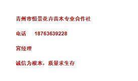 蒹葭伊人