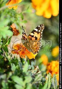 2020有关于爱情的最新心情说说29句