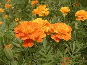 感叹人走茶凉的伤感说说 关于人走茶凉的说说句子(精选15句)