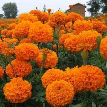 2021元宵节祝福语简短精炼