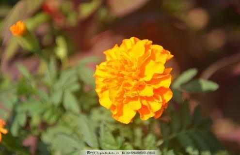 优美的表达爱老婆开心的句子