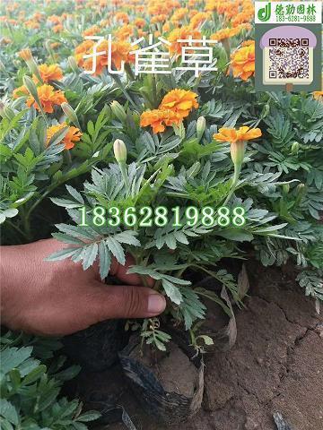 馋人