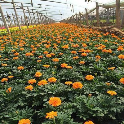 2021教师节广告文案(精选82条)