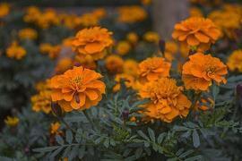 2021最新最全的教师节祝福语(精选75条)