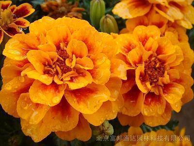藻练