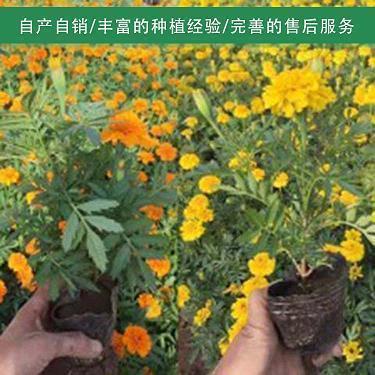 众志成城抗疫情的说说句子 抗击疫情积极的话