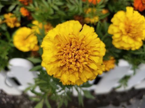 贝锦萋菲