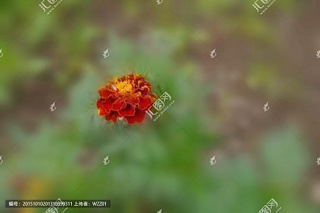 破甑不顾