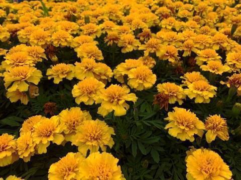 衔橛之虞