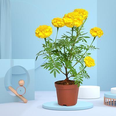 著手成春