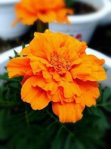 无聊至极的句子 日常说说短语推荐39句