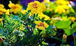 关于烧烤的句子36句