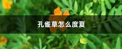 鄤