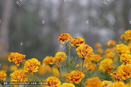 饭粝茹蔬