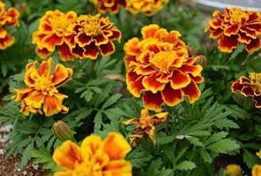 北京迎2021年第一场雪朋友圈说说60句