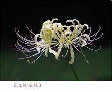 陈景润的数学有多厉害？