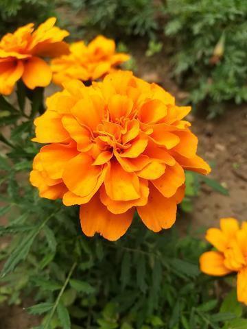 2021年立春的祝福优美句子