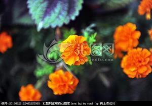 百花齐放