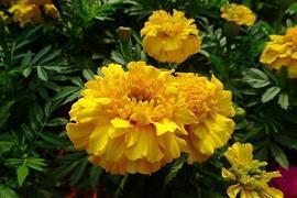 凡尔赛文学的朋友圈说说句子集合17句