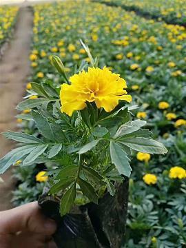 抖音失恋说说经典短句 失恋后的伤心文案