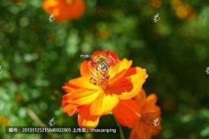 雅量高致